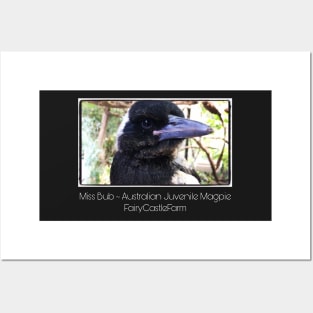 Bub young Australian Rescue Magpie Posters and Art